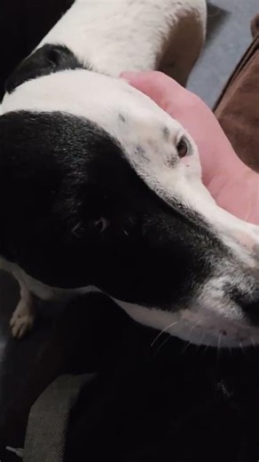 Betty Boop loves you all #funny #dog