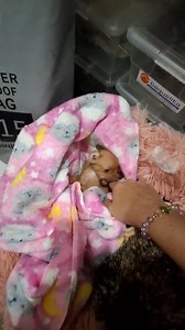 Chihuahuas Mexico on Reels