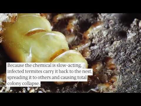 Termite Control: The Difference Between Chemical & Natural Treatments