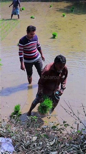 New method of planting rice! #short #agriculture #farmer