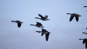 Wild geese flying in V formation - Close up tracking long shot
