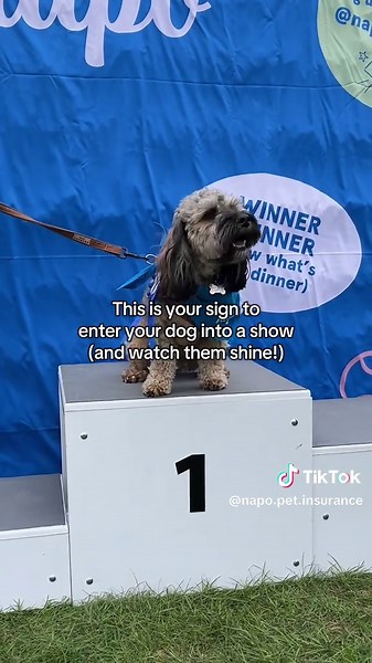 Napo's Four Legged Fête: Join the Dog Show Fun!