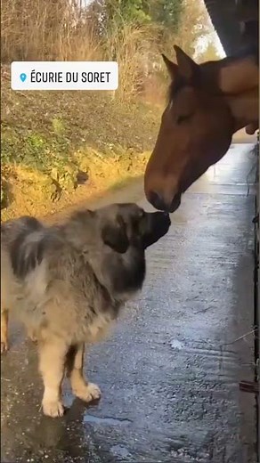 berger du caucase et cheval #horse #cheval #equestrian #bergercaucase #sellefrancais