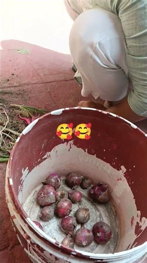 Onion harvesting in my garden #nature #kitchen garden