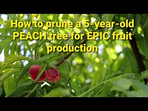 How to Prune a 5 Year Old Peach Tree for EPIC Fruit Production