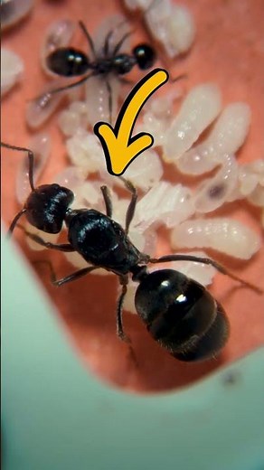 I looked at an ANT COLONY under my microscope... and something amazing happened!?