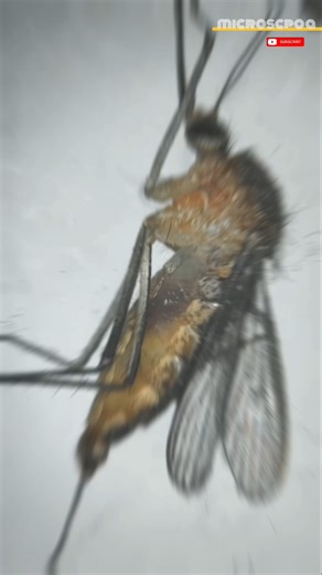 mosquito microscope view in real world #microspe #medicalinformation #unkownfacts