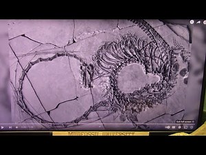 240 Million Year Old Dragon Fossil Found and Very Complete