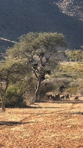 1.6K views · 10K reactions | CHAOS!  African Wild Dogs on the move, Chacma Baboons and Oryx, Tswalu Kalahari Reserve, South Africa, July 2024 @scotthymanphoto #GottaLoveSA #baboons #wilddogs #WildlifeCloseup #wildafrica #orynx | GottaLoveSA | Facebook
