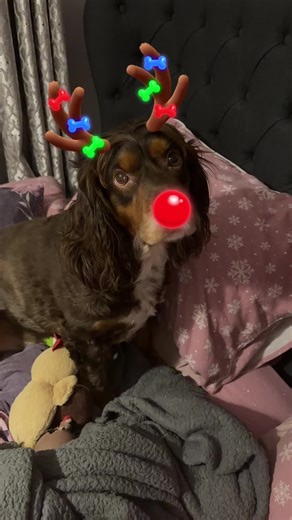 #cockerspaniel #cockerspanielsoftiktok