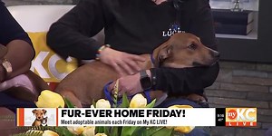 Furever Home Friday: Hershey and Teddy