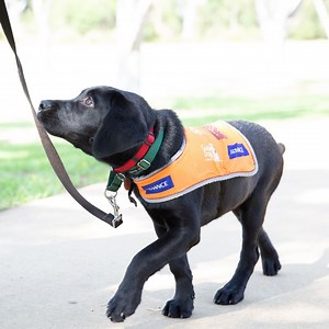 9.1K views · 234 reactions | Happy PAWGUST! With so many paws hitting...