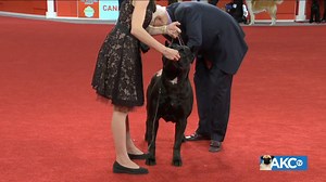 20K views · 252 reactions | Their imposing appearance is their first line of defense against intruders. They are intelligent, loyal, eager to please, versatile, and intensely loyal to their humans. Meet the Cane Corso! | AKCtv | Facebook