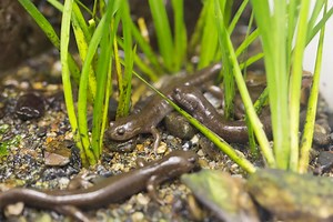 サンショウウオとイモリの幼生の違い・見分け方とは？ [爬虫類・両生類] All About