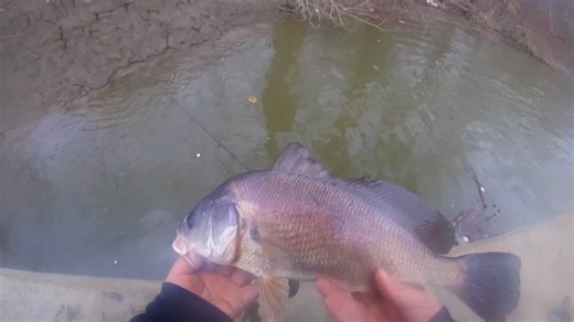 Winter fishing for West Virginia redfish