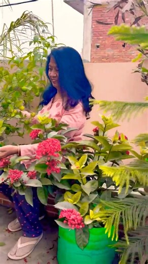 गमले से इतने सारे नींबू! 🍋 यकीन नहीं होगा !Lemon hasvesting from tarrace #shortsviral #shorts