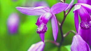 Des orchidées dans votre jardin ? Oui, c’est possible ! - RTBF Actus