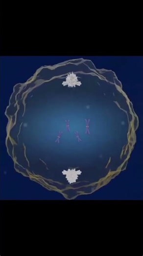 Mitosis. Process of cell division | 3D BIO AI LAB