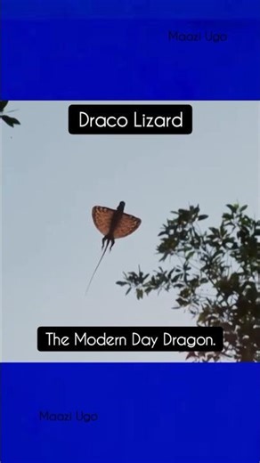 The Draco Lizard aka Flying Dragon #animalfacts #dragonlizard #dracolizard