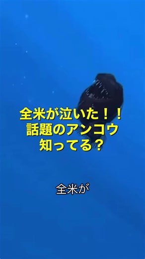 海外で話題のアンコウ知ってましたか？ コメントで教えてね😊 #anglerfish #レビュー動画 #海外ニュースレビュー #辛口レビュー #正直レビュー
