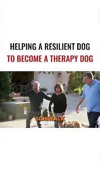 Helping A Resilient DogTo Become A Therapy Dog