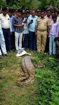 Giant Python Swallows a Calf and the Unexpected Ending | Giant Python Swallows Calf