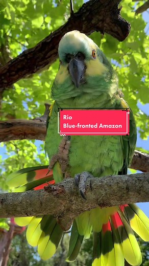 Rio, Blue-fronted Amazon at St. Augustine Alligator Farm