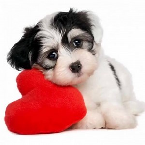 704 reactions · 206 shares | Free Stickers for Messenger & WhatsAppp | MessagePanda | Facebook