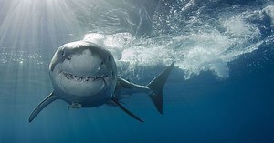 Quelles solutions face aux attaques de requins à La Réunion ?