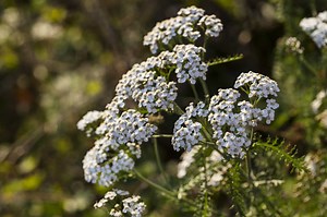 How to Prune a Yarrow Plant