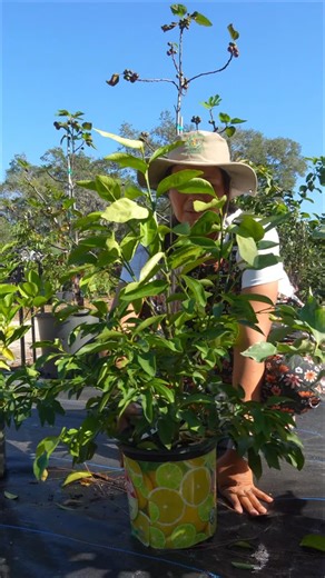 Did you know I have over 200 tropical plants in my collection? And there’s one that’s extra special to me, the fig tree 💚 It’s not just any plant; it’s a piece of my family’s history. My dad loves it, and so do I! Imagine having this beautiful, productive plant in your own garden. Not only will it bring beauty, but it will also give you a taste of Peru right at home! Visit us at Inca Plant and see this beauty (and more) in person. 📍 3571 N CR 426, Geneva, FL #orlandoflorida #floridanursery #pl