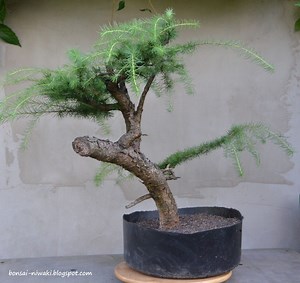 European Larch #2
