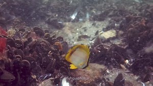 Those dime-sized spotfin butterflyfish that arrived back in early July are now quite large and starting to pair up. In another couple of weeks, it will be too cold for them to survive, and they'll perish. This might seem sad, but it is a naturally occurring process. They'll simply become an easy meal for another fish that is most likely preparing for a fall migration. It's the circle of life, and as I said, it's a naturally occurring process. Hampton Bays, NY | Fish Guy Photos