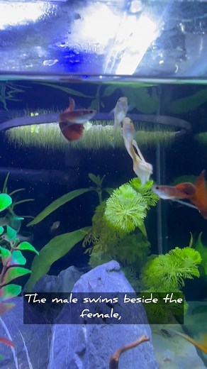 POV: You finally catch your guppies mating  #guppyfish #guppy #guppybreeding #aquarium #aquariumhobby #guppymate #FishTankGoals #GuppyCare #FishCare #guppies #fishkeeping | AquaTales | Facebook