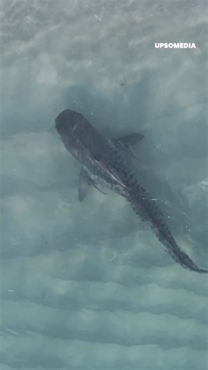 17K views · 139 reactions | Một con cá mập khổng lồ đã cố gắng săn chúng ở ven bờ biển 麗 | Điều bí ẩn | Facebook