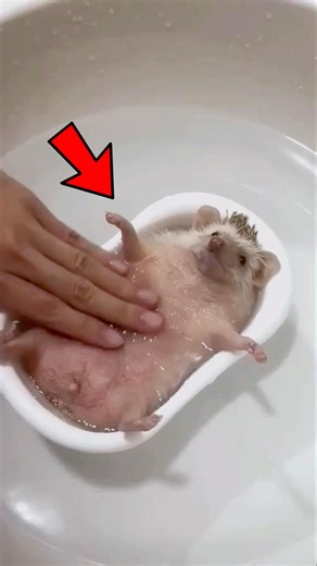 Why Everyone Is Obsessed With Pygmy Hedgehogs