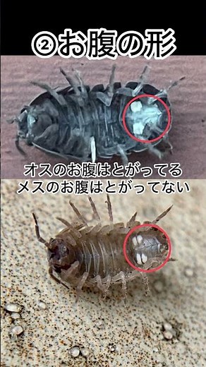 ダンゴムシ雑学③ダンゴムシのオスメスと交尾出産について#ダンゴムシ先生#ちひろ先生の理科実験教室