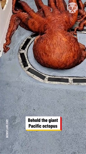 Giant octopus released back to the sea | Bored Panda Art