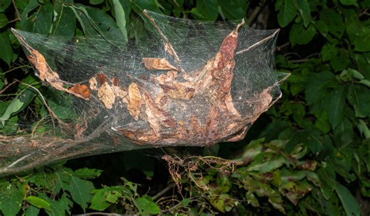 Damage from bagworm outbreak visible across Ohio