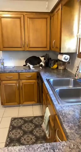 Why Are Cats Scared of Bananas?