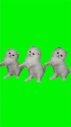 Cats Dancing | Green Screen #cats #dancing #cute #viral #ai