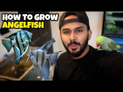 How To Care ANGELFISH And Grow Them Very FAST - Imran's World