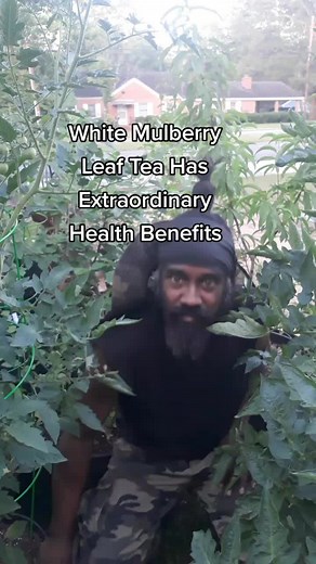 White Mulberry Leaves: Health Benefits and Uses