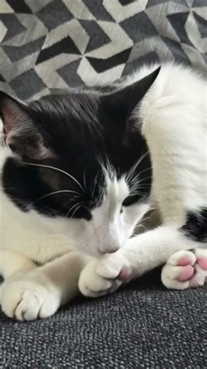#cats