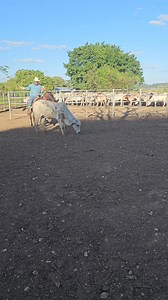 26K views · 594 reactions | Isaias Ixpec on Reels | Facebook