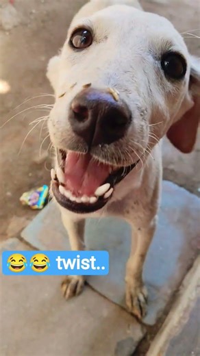 Wait for end 😂😂 new twist.#shorts#viral#labrador#memes#pets#funny