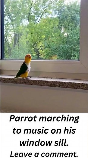 Parrot marching to music on his windowsill.
