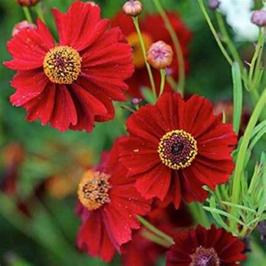 100 Dwarf Red Plains Coreopsis Seeds, Coreopsis Tinctoria Dwarf, North American Native Wildflowers CO431C - Etsy