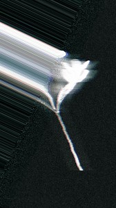 The Resurrection Flower. This rare bioactive botanical that powers through all Orpheus products helps skin recover, regenerate, and stay resilient, especially when stress shows up on your face first. Dating back around 25 million years, the Orpheus Flower has the remarkable ability to endure complete dehydration for up to 31 months, then return to a lush green state with a single drop of water. In nature, it thrives in extreme terrain and reveals a delicate violet, bell-shaped bloom for only a b