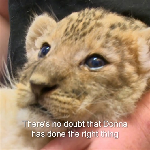 Vet shocked by unexpected patient 😍 | Bondi Vet